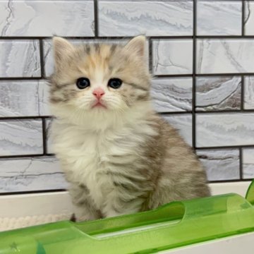 マンチカン(長足)【福岡県・女の子・2025年10月25日・キャリコ（セミロング（短め））】の写真「✨大きなクリクリお目目が可愛い女の子です😊」