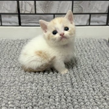マンチカン(短足)【福岡県・男の子・2025年8月18日・クリーム&ホワイト（ショート）】の写真「✨ホワイトカラー多めの小柄で可愛い男の子です😊」