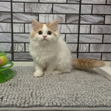 マンチカン(長足)【福岡県・女の子・2025年8月18日・レッド&ホワイト（セミロング）】の写真「✨くりくりお目目のハチワレカラーの女の子です😊」