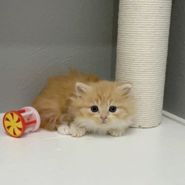 マンチカン(短足)【福岡県・女の子・2025年9月29日・レッドタビー&ホワイト（セミロング（短め））】の写真「✨モフモフの毛並みで大きなお目目の女の子です😊」