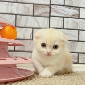 マンチカン(長足)【福岡県・女の子・2025年7月16日・クリームタビー&ホワイト（ショート）】の写真「✨淡いカラーが綺麗でとっても可愛い女の子です😊」