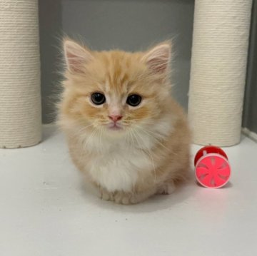 マンチカン(短足)【福岡県・男の子・2025年9月29日・レッドタビー&ホワイト（セミロング（短め））】の写真「✨人懐っこくてモフモフの毛並みの男の子です😊」