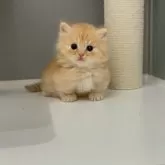 マンチカン(短足)