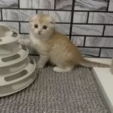 マンチカン(長足)