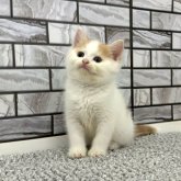 マンチカン(長足)