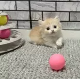 マンチカン(短足)