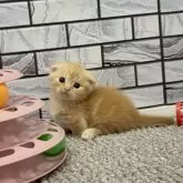 マンチカン(短足)