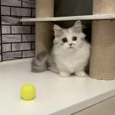 ミヌエット(短足)