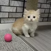 マンチカン(短足)