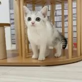 マンチカン(長足)