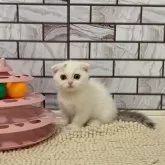 マンチカン(短足)