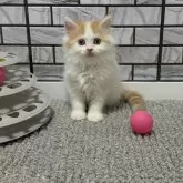 マンチカン(長足)