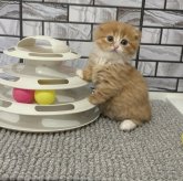 マンチカン(短足)