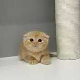 マンチカン(短足)