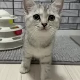 マンチカン(長足)