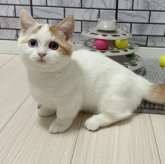 マンチカン(短足)