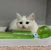 マンチカン(短足)