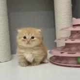 マンチカン(短足)