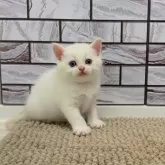 マンチカン(長足)