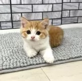 マンチカン(長足)
