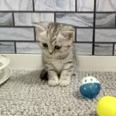 マンチカン(長足)