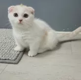 マンチカン(短足)