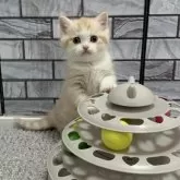 マンチカン(長足)