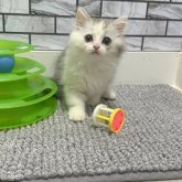 マンチカン(長足)