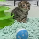 マンチカン(長足)