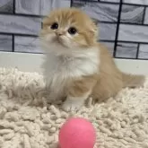 マンチカン(短足)