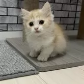 マンチカン(短足)