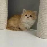 マンチカン(短足)