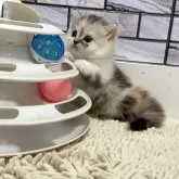 マンチカン(短足)