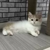 マンチカン(短足)