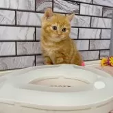 マンチカン(長足)