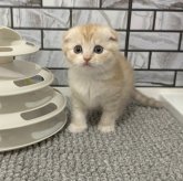 マンチカン(長足)