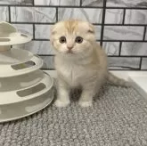 マンチカン(長足)【福岡県・女の子・2025年10月27日・レッドタビー&ホワイト】の写真1