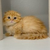 マンチカン(短足)