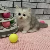ミヌエット(短足)