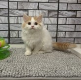 マンチカン(長足)