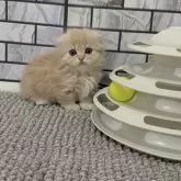 マンチカン(短足)