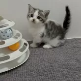 マンチカン(短足)