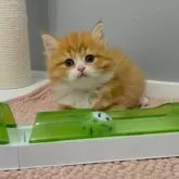 マンチカン(長足)