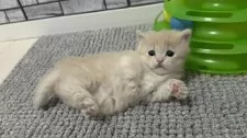マンチカン(短足)【福岡県・女の子・2026年3月6日・クリーム系】の写真2