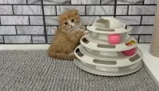 マンチカン(短足)【福岡県・女の子・2025年10月27日・レッド&ホワイト】の写真2