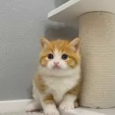 マンチカン(長足)【福岡県・女の子・2025年3月25日・レッドタビー&ホワイト】の写真2