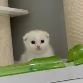 マンチカン(短足)【福岡県・女の子・2025年8月12日・クリームタビー&ホワイト】の写真8