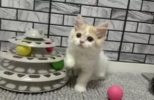 マンチカン(短足)【福岡県・女の子・2025年8月18日・レッド&ホワイト(クリームより)】の写真4