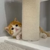 マンチカン(長足)【福岡県・女の子・2025年3月25日・レッドタビー&ホワイト】の写真4