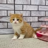 マンチカン(長足)【福岡県・女の子・2025年3月25日・レッドタビー&ホワイト】の写真5